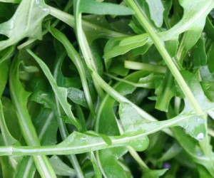 rucola