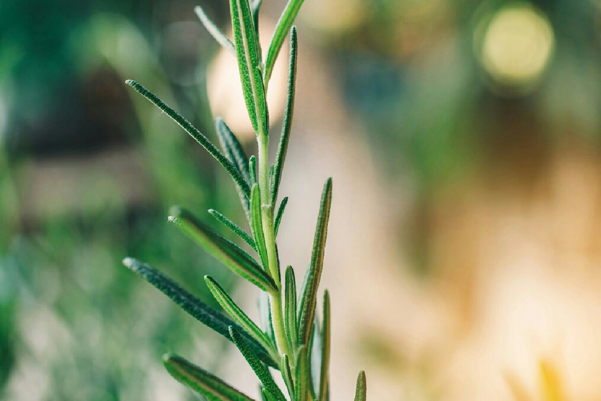 Il segreto naturale per coltivare un rosmarino rigoglioso: varietà ideali e tecniche per ogni giardino